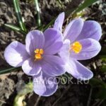 Соус «Баже»
